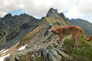 In vetta al Monte Valletto a tutta Birra dai Piani dell’Avaro il 23 giugno 2016  - FOTOGALLERY